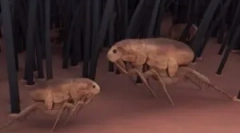 Môže blcha žije u ľudí?